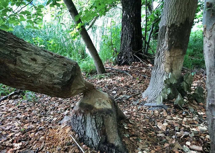 Am Rathsburgsee * Gramzow